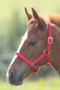 Shires Foal Headcollar - Red