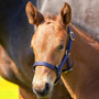 Shires Foal Headcollar - Navy