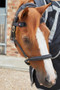 Premier Equine Bi-Polar Magni-Teque Brow Band in Black - lifestyle