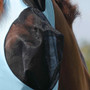 Premier Equine Comfort Tech Lycra Fly Mask in Blue - Eye Protection