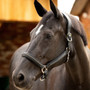 LeMieux Leather Crystal Headcollar - Black