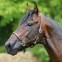 Premier Equine Plain Leather Headcollar - Brown -  Lifestyle