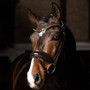 LeMieux Kudos Patent Dressage Bridle - Brown - Lifestyle