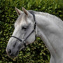 Premier Equine Hennaroso Rolled Anatomic Leather Headcollar  - Black - Lifestyle