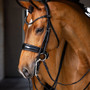 LeMieux Kudos Double Bridle - Black - Lifestyle