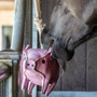 LeMieux Flying Pig Dog Horse Toy