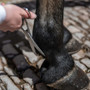Smart Grooming Fetlock Scissors - Lifestyle