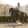 LeMieux Loire Classic Dressage Saddle Pad in Ginger on horse being ridden