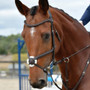 Collegiate ComFiTec Opulux Plain Padded Grackle Bridle - Lifestyle