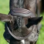 Collegiate ComFiTec Opulux Plain Padded Hanoverian Flash Bridle - Brown - Headpiece detail