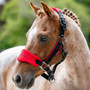 Mini LeMieux Vogue Head Collar and Lead Rope in Chilli - Lifestyle