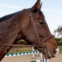 Whitaker Ready to Ride Snaffle Bridle - Havana