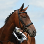 Collegiate Syntovia+ Padded Raised Cavesson Bridle in black