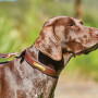 Brown WeatherBeeta Padded Leather Dog Collar