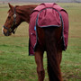 WeatherBeeta ComFiTec Prelim Standard Turnout Rug 220g In Burgundy - Tail Flap