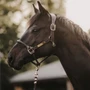 Kentucky Horsewear Anotomic Leather Headcollar in Brown Lifestyle