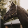 Kentucky Horsewear Anotomic Leather Headcollar in Brown Lifestyle