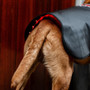 Horseware LED Red Light Therapy Pet Coat - Rear