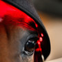 Horseware LED Red Light Therapy Poll Cap - Over Eye