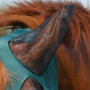 Premier Equine Comfort Tech Xtra Lycra Fly Mask in Green - Ear Protection