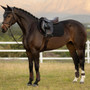 LeMieux Air-Tek Mesh Close Contact Saddle Pad in Black - Lifestyle