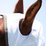Highlander Plus Sun Shade Combo Fly Rug - Ear Holes