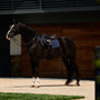WeatherBeeta Suede Elite Air-Tec Jump Shaped Saddle Pad In Navy