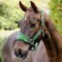 Breakaway Vogue Headcollar in Hunter Green - Lifestyle