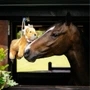 LeMieux Lion Horse Toy - Lifestyle