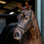 LeMieux Arika Dressage Bridle - Black