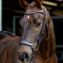 LeMieux Arika Drop Bridle in Brown/Silver - Lifestyle
