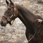 Horseware Signature Leadrope With Chain - Brown