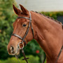 Dublin Padded Cavesson Bridle - Brown