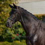 Dublin Padded Cavesson Bridle - Black