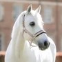 LeMieux Heritage Headcollar in Wild Rose