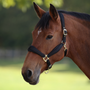 ARMA Padded Headcollar Black