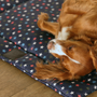 Digby & Fox Waterproof Padded Dog Bed in Stars