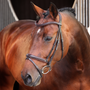 Velociti LUSSO Elite Padded Raised Flash Bridle in Havana