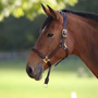 Velociti LUSSO Soria Control Leather Headcollar in Havana