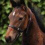 Premier Equine Standard Foal Slip