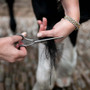 Smart Grooming Straight Safety Scissors - Lifestyle 2