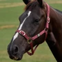Dublin Everyday Headcollar Burgundy