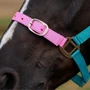 Dublin Everyday Headcollar Blue/Pink/Purple Deatail