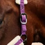 Dark Purple Dublin Soft Fit Headcollar