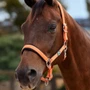 Dublin Neo Comfort Headcollar in Orange