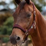 Dublin Neo Comfort Headcollar in Burgundy
