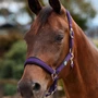 Dublin Neo Comfort Headcollar in Purple