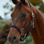Dublin Braided Leather Headcollar - Navy