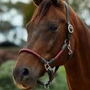 Dublin Leather Rope Headcollar - Burgundy