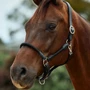 Dublin Leather Rope Headcollar - Black